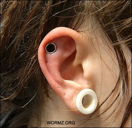 Conch lävistys